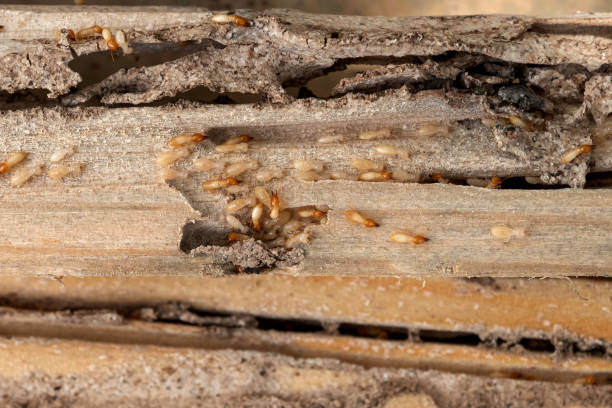 Best Affordable Pest Control Services  in Cheney, WA